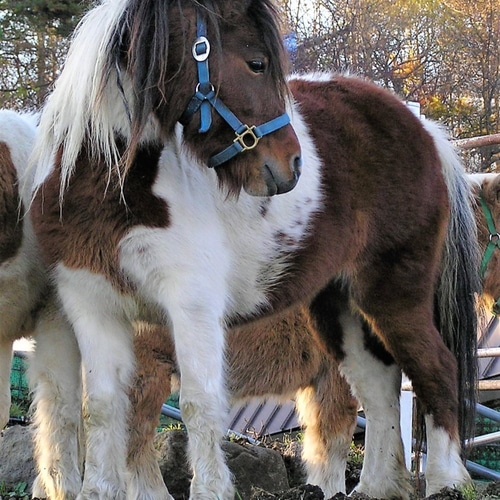 ポニー馬の油絵原画F4 絵画 mimoza 通販 4971791｜Creema(クリーマ)