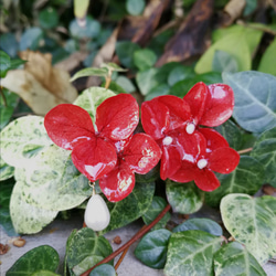 日本国内から発送 ☆ 本物のお花とパールの　アシンメトリー　ピアス／イヤリング　紫陽花　レッドラヴァ　カラー 6枚目の画像