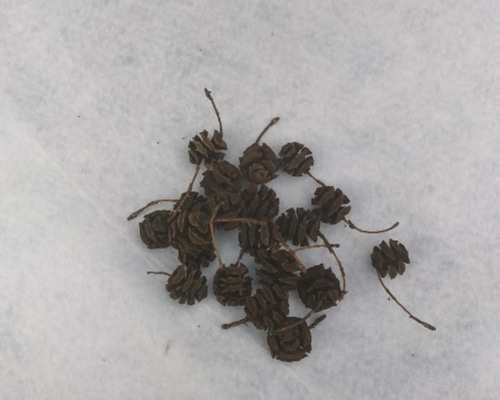 メタセコイアの実 20個 ハンドメイド素材 煮沸消毒済 その他素材 mi-mo