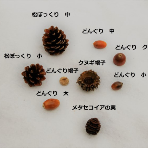 メタセコイアの実 20個 ハンドメイド素材 煮沸消毒済 その他素材 mi-mo