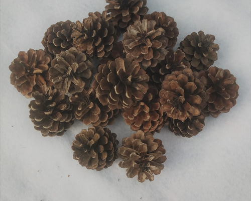 松ぼっくり 20個セット ハンドメイド素材 煮沸消毒済 その他素材 mi-mo