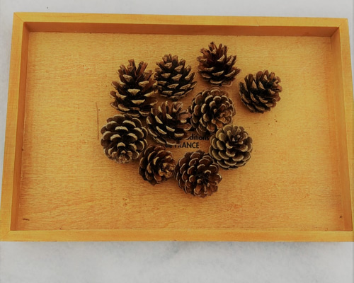 松ぼっくり 小 20個セット ハンドメイド素材 煮沸消毒済 その他素材 mi