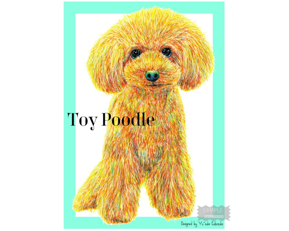 Toy Poodle 4枚目の画像