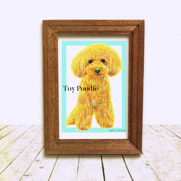 Toy Poodle 2枚目の画像