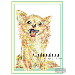 Chihuahua 1枚目の画像