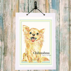 Chihuahua 5枚目の画像