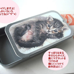 赤ちゃん猫のしぇ～　手のひらサイズのスチール缶 2枚目の画像