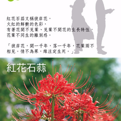 紅花石蒜繡花書包_彼岸花 第5張的照片