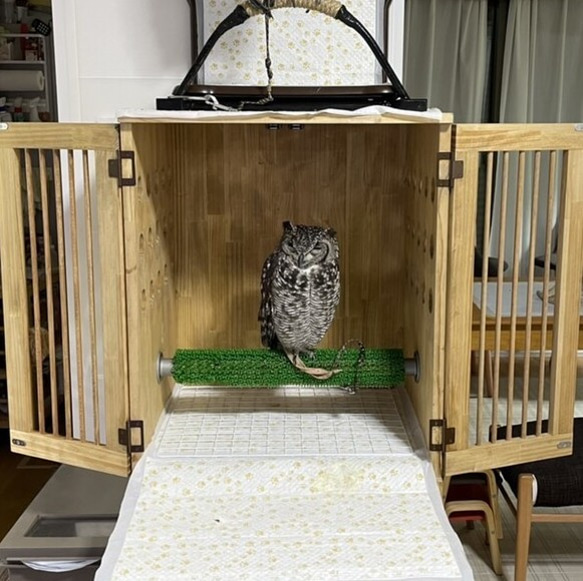 猛禽類向け木製飼育ケージ 4枚目の画像