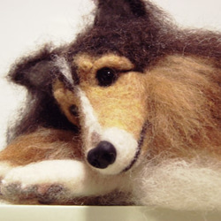 羊毛フェルトの犬・シェルティ・伏せ（1511） 1枚目の画像