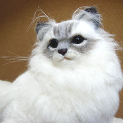 羊毛フェルトの犬・シェルティ・伏せ（1511） 羊毛フェルト tera 通販