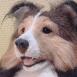 羊毛フェルト　犬　シェルティ　お座り（1705） 10枚目の画像