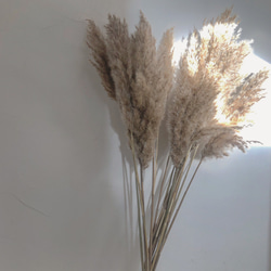 パンパスグラス 茶色 ドライフラワー プリザーブドフラワー