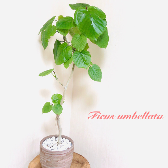 ハートのなる樹『 フィカス・ウンベラータ』アンティーク陶器鉢き 観葉植物 インテリア(No.55) 1枚目の画像