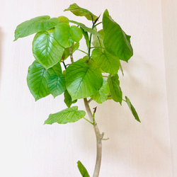 ハートのなる樹『 フィカス・ウンベラータ』アンティーク陶器鉢き 観葉植物 インテリア(No.55) 3枚目の画像
