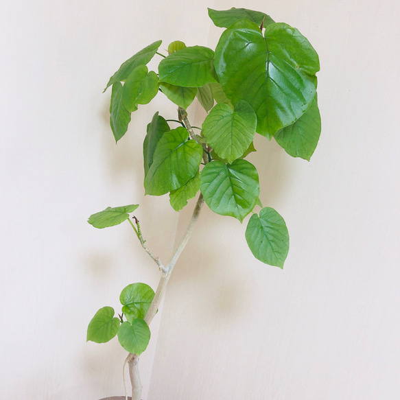 ハートのなる樹『 フィカス・ウンベラータ』アンティーク陶器鉢き 観葉植物 インテリア(No.55) 4枚目の画像
