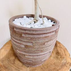 ハートのなる樹『 フィカス・ウンベラータ』アンティーク陶器鉢き 観葉植物 インテリア(No.55) 6枚目の画像