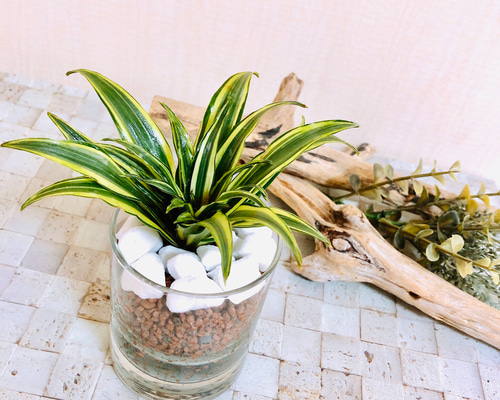 手のひらサイズ ドラセナ『コンパクタ』ハイドロカルチャー 観葉植物