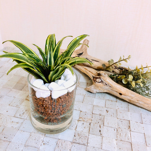 手のひらサイズ ドラセナ『コンパクタ』ハイドロカルチャー 観葉植物