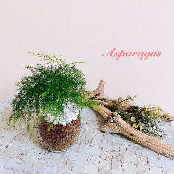 キュートなミクロな葉っぱ『アスパラガス』ラウンドグラス　ハイドロカルチャー 観葉植物 インテリア 1枚目の画像