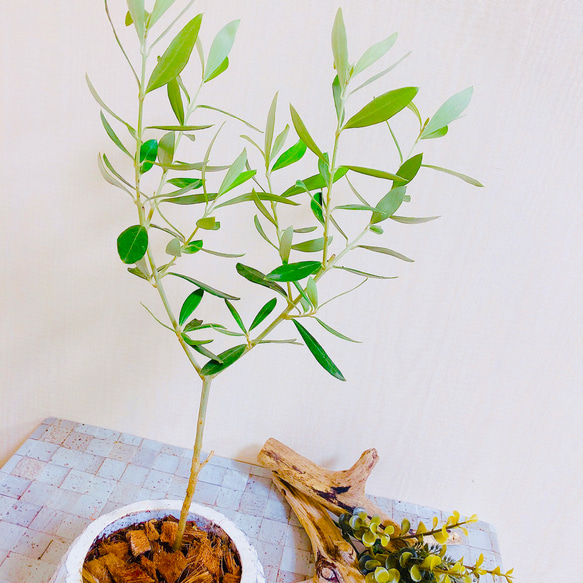 平和の木『オリーブ』 アンティーク　丸陶器鉢 受け皿付き　観葉植物　インテリア 2枚目の画像