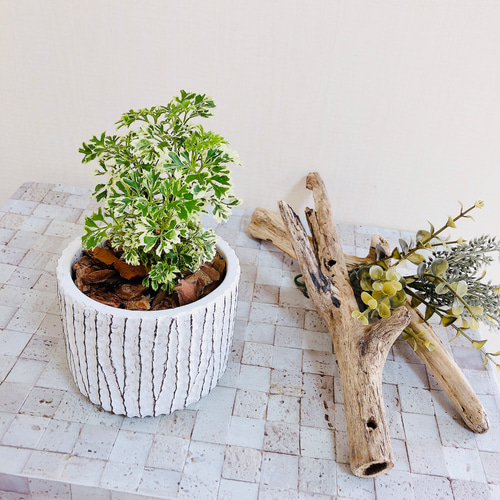 大切な思い出『ポリシャス』 観葉植物 インテリア(No.415) その他