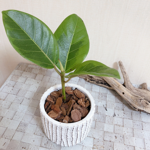 永遠の幸せ『フィカス ・アルテシマ』3号 陶器鉢 観葉植物