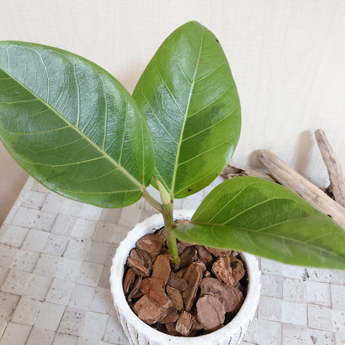 永遠の幸せ『フィカス ・アルテシマ』3号 陶器鉢 観葉植物