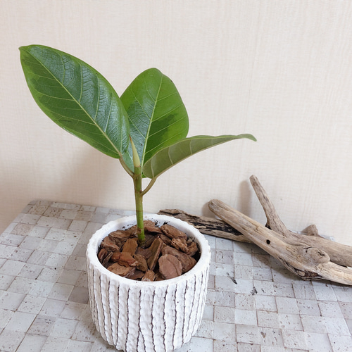 フィカス　アルテシマ3 永遠の幸せ『フィカス ・アルテシマ』3号 陶器鉢 観葉植物