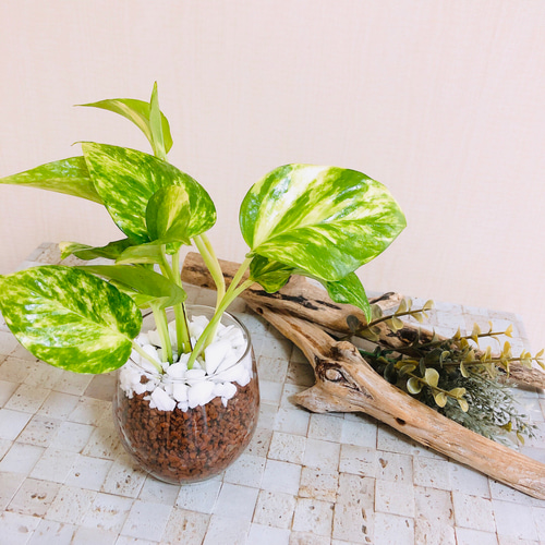 ポトス2種set『ゴールデン』&『パーフェクトグリーン』ハイドロ