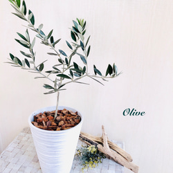 癒しの樹『オリーブ』5号　ロング鉢 受け皿付き  ホワイト　インテリア 観葉植物　ギフト 1枚目の画像