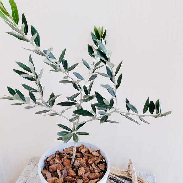 癒しの樹『オリーブ』5号　ロング鉢 受け皿付き  ホワイト　インテリア 観葉植物　ギフト 2枚目の画像
