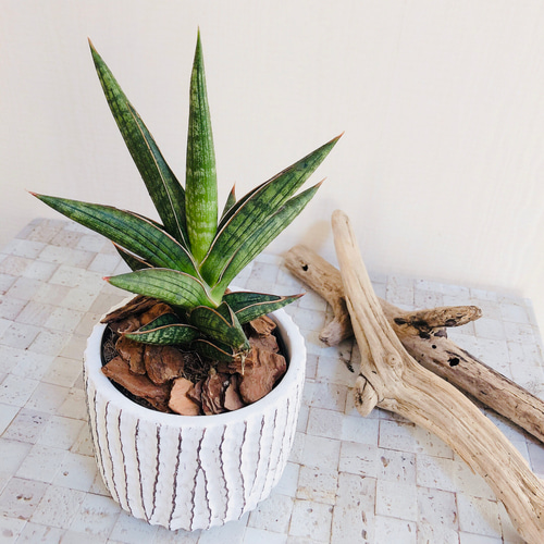 NASAが認めた空気浄化plants サンスベリア『ケニア』3号 アンティーク