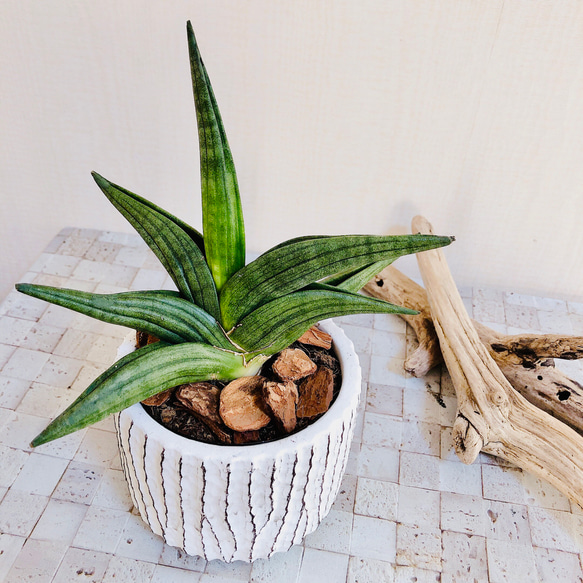 現品　サンスベリア　バイビット　子株　希少　珍しい　ビザルプランツ　観葉植物 現品 サンスベリア バイビット 子株 希少 珍しい ビザルプランツ ザ