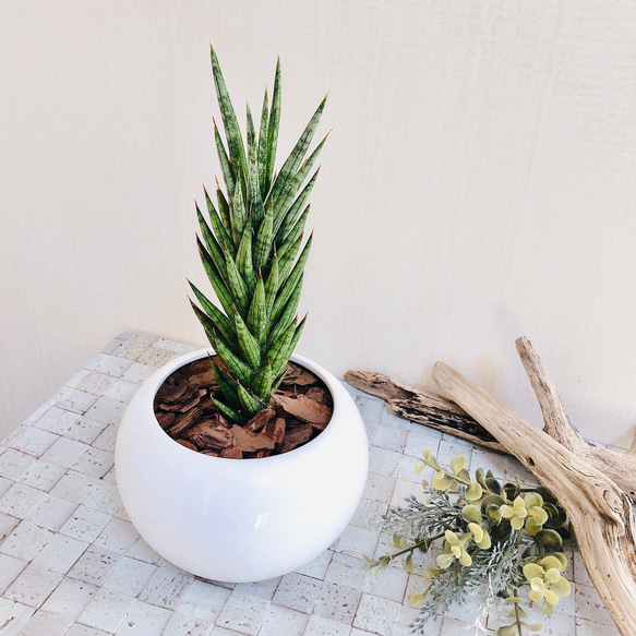 NASAが認めた空気浄化plants サンスベリア『フランシシー』白丸型陶器鉢　多肉植物　観葉植物 1枚目の画像