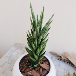 NASAが認めた空気浄化plants サンスベリア『フランシシー』白丸型陶器鉢　多肉植物　観葉植物 2枚目の画像