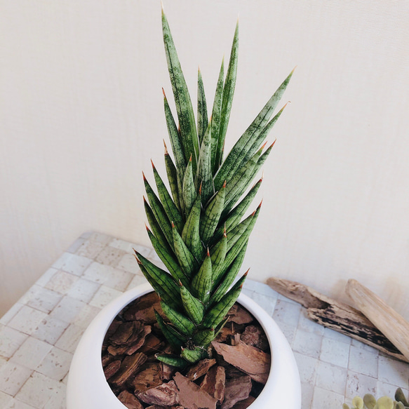 NASAが認めた空気浄化plants サンスベリア『フランシシー』白丸型陶器鉢　多肉植物　観葉植物 2枚目の画像