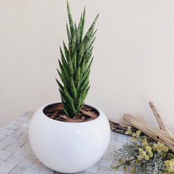 NASAが認めた空気浄化plants サンスベリア『フランシシー』白丸型陶器鉢　多肉植物　観葉植物 3枚目の画像