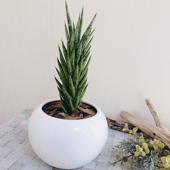 NASAが認めた空気浄化plants サンスベリア『フランシシー』白丸型陶器鉢　多肉植物　観葉植物 3枚目の画像