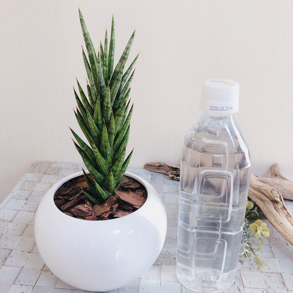 NASAが認めた空気浄化plants サンスベリア『フランシシー』白丸型陶器鉢　多肉植物　観葉植物 4枚目の画像