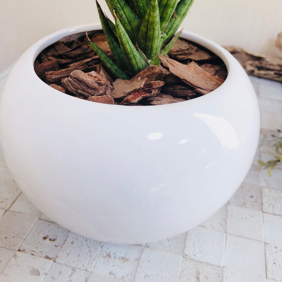 NASAが認めた空気浄化plants サンスベリア『フランシシー』白丸型陶器鉢　多肉植物　観葉植物 5枚目の画像