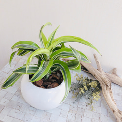 葉っぱキズあり】空気浄化プランツ ドラセナ『サプライズ』4号丸型陶器