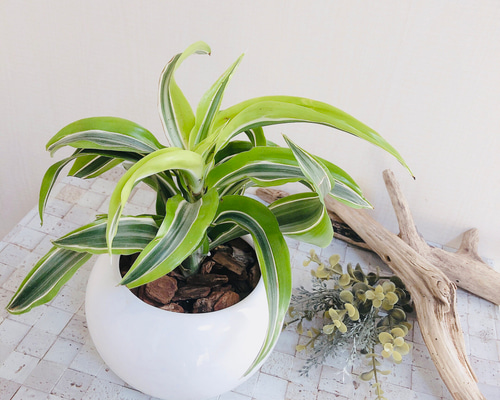 ドラセナ　サプライズ鉢ごと現品 葉っぱキズあり】空気浄化プランツ ドラセナ『サプライズ』4号丸型陶器