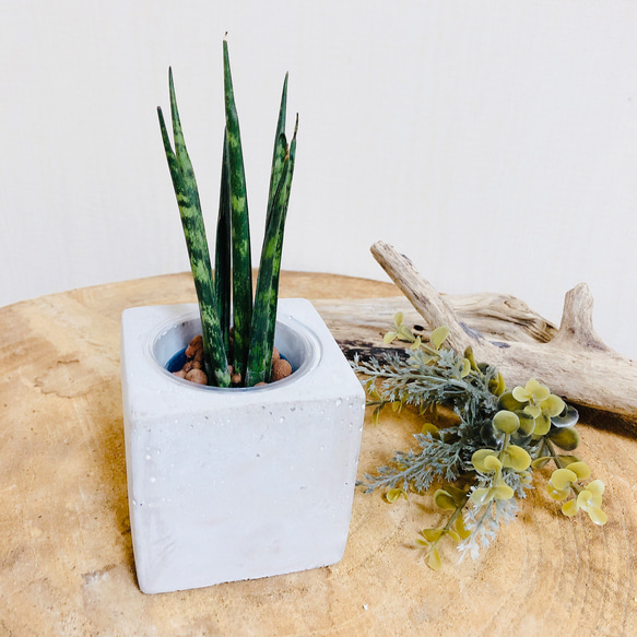 お部屋の空気を浄化『サンスベリア』スクエアコンクリート鉢　ハイドロカルチャー  観葉植物 1枚目の画像