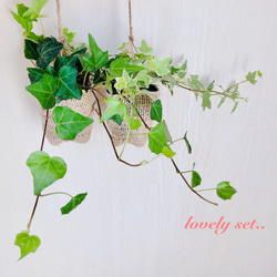 lovelyセット『アイビーお任せ2種セット』ポーチ　壁掛けインテリア　観葉植物 1枚目の画像