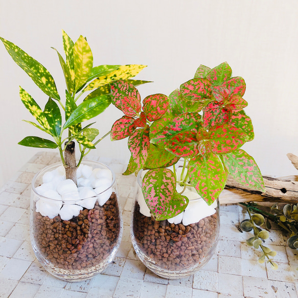 インテリアset  クロトン&ピポエステス　ラウンドグラス　ハイドロカルチャー　観葉植物　インテリア 2枚目の画像
