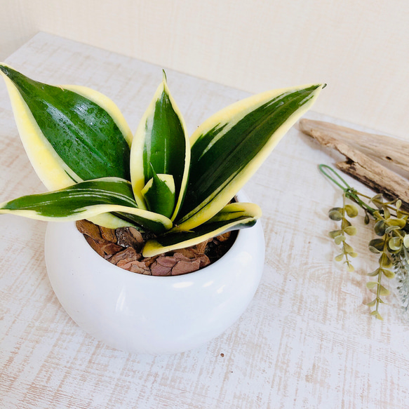 NASAが認めた空気浄化plants サンスベリア 『ハニーイエロー』 4号丸