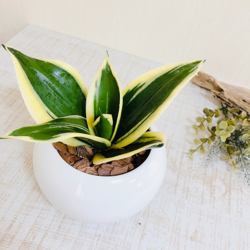 NASAが認めた空気浄化plants サンスベリア 『ハニーイエロー』 4号丸