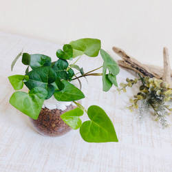 インテリアset  『ハートアイビー&コーヒーの木』ラウンドグラス　ハイドロカルチャー　観葉植物　インテリア　 3枚目の画像
