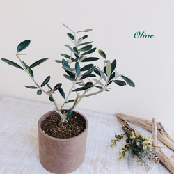 平和の樹『オリーブ』ブラウン4号鉢　観葉植物　インテリア　ギフト 1枚目の画像